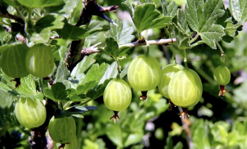 Агрус Балтійський