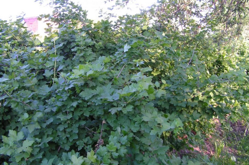 Кущ Аґрусу Чорний Негус Кущ Аґрусу Чорний Негус