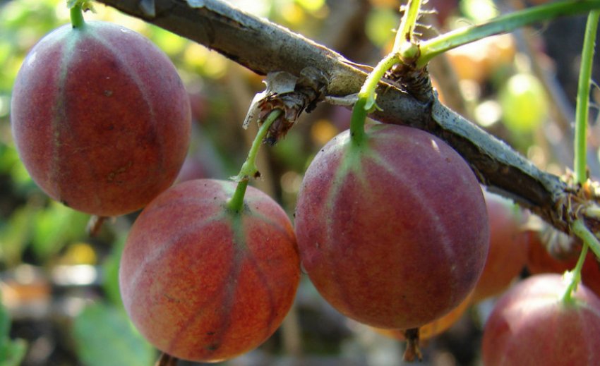 Агрус Салют