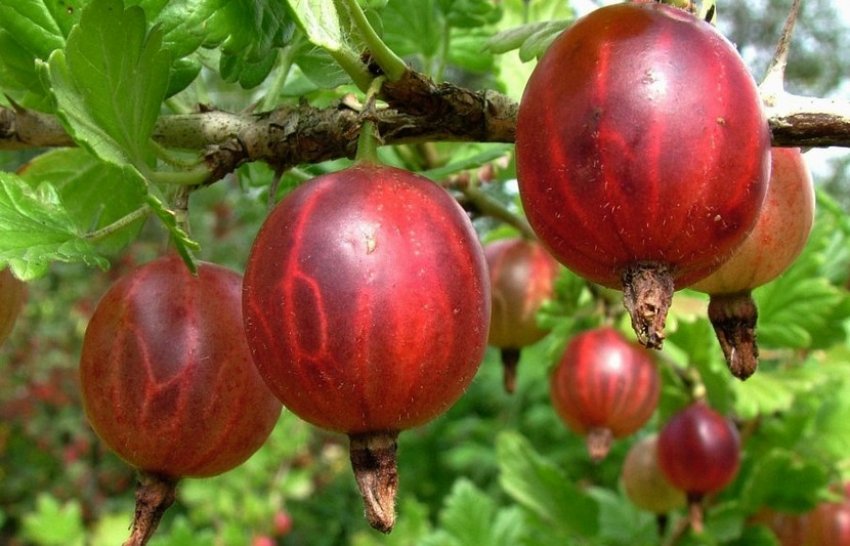 Агрус Серафим