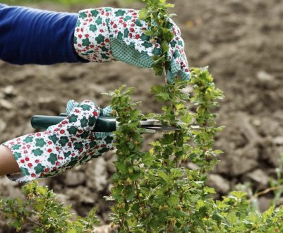 Аґрус на штамбі: особливості вирощування, обрізка, догляд