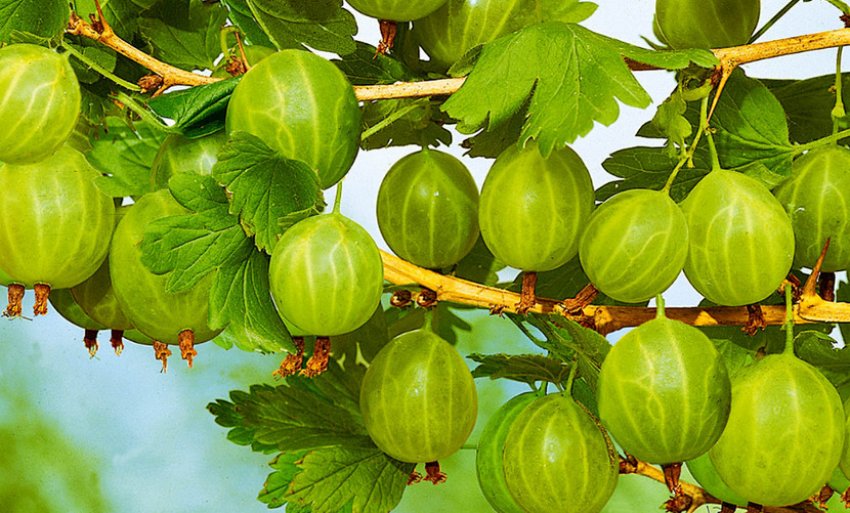 Агрус Пушкінський