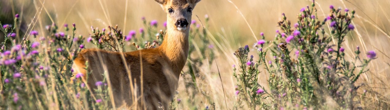 Виснажена сибірська косуля знайшла будинок на фермі кемеровській