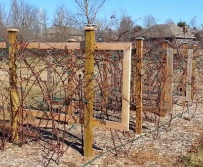 Самостійне виготовлення шпалери (підпірки) для ожини: покрокова інструкція