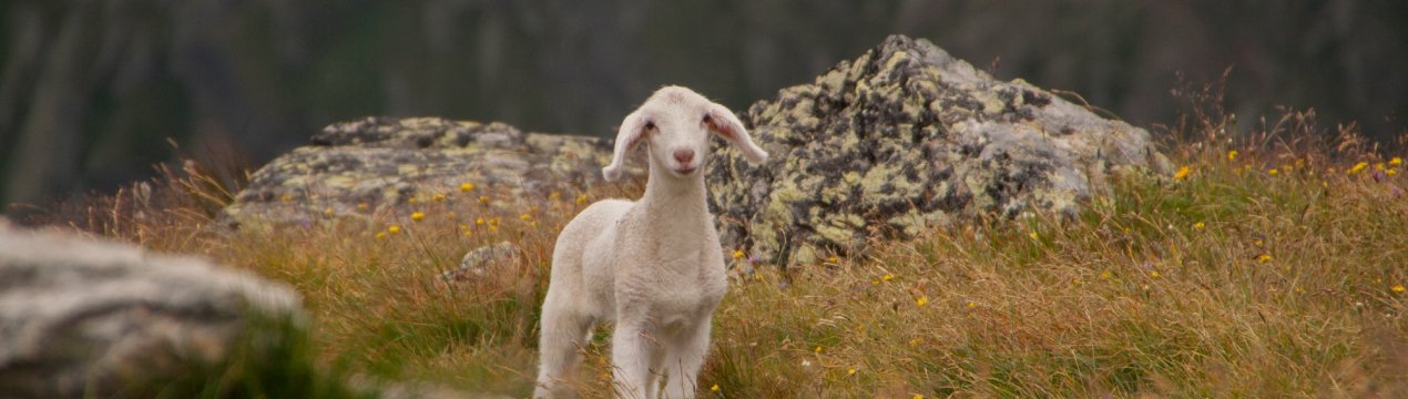 На новій ставропольської фермі овець не будуть випускати на прогулянку