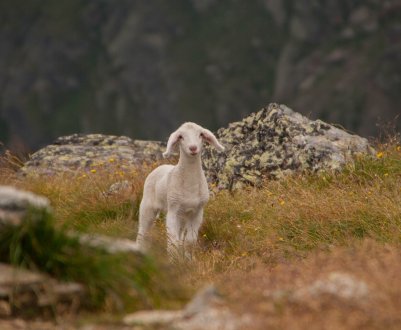 На новій ставропольської фермі овець не будуть випускати на прогулянку