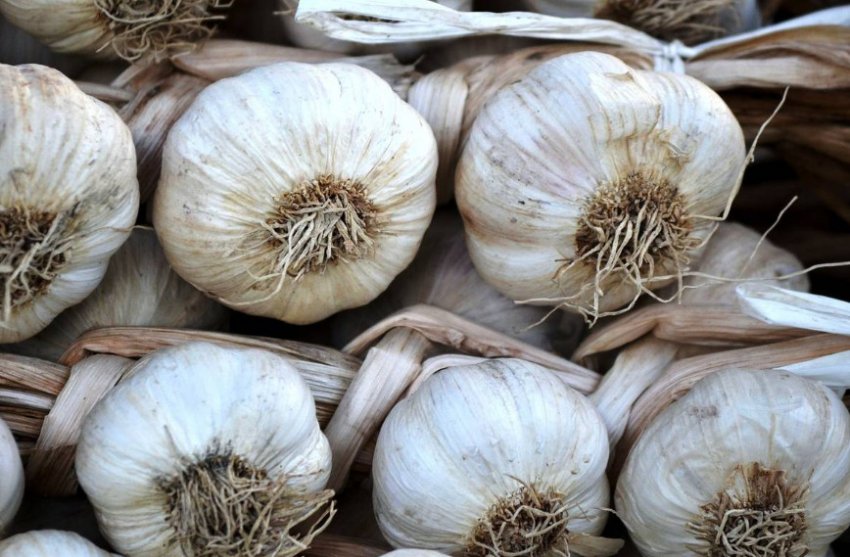 Сорт часнику Пермяк Сорт часнику Пермяк