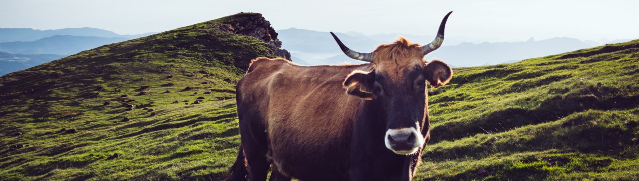 Нижегородським корівкам крупно не повезло