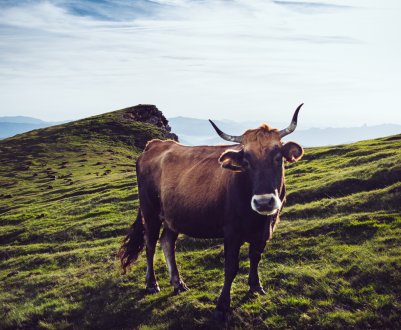 Нижегородським корівкам крупно не повезло