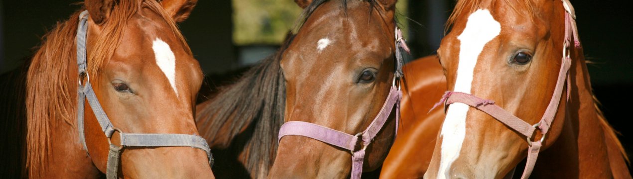 Російські студенти допомагають німецьким фермерам лікувати худобу і доглядати за ним
