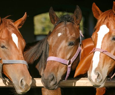 Російські студенти допомагають німецьким фермерам лікувати худобу і доглядати за ним