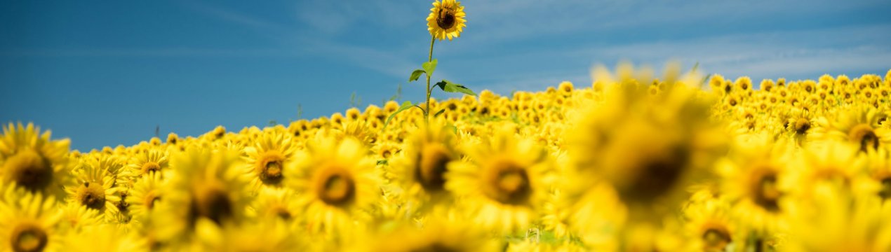 Росія вивела саратовський шрот на італійський ринок