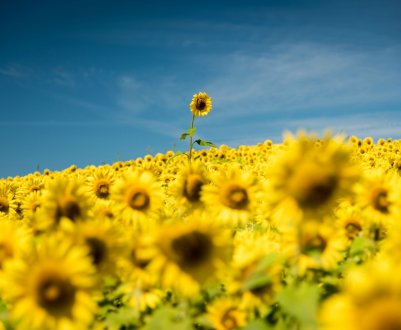 Росія вивела саратовський шрот на італійський ринок