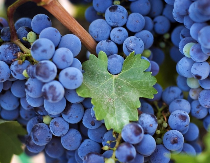 Чернігівські фермери заклали виноградники для залучення туристів Чернігівські фермери заклали виноградники для залучення туристів