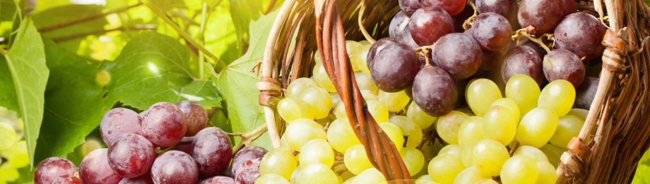 Чернігівські фермери заклали виноградники для залучення туристів