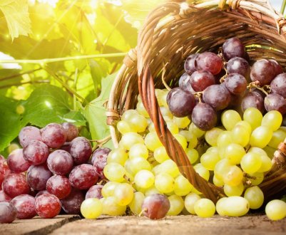 Чернігівські фермери заклали виноградники для залучення туристів