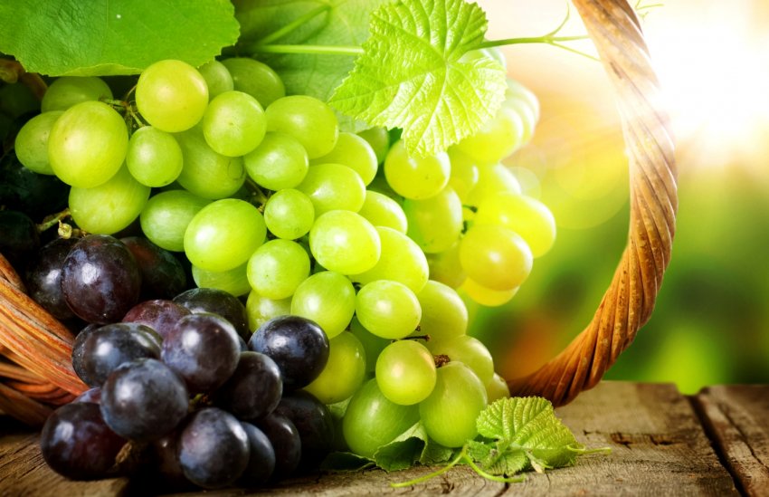 Чернігівські фермери заклали виноградники для залучення туристів Чернігівські фермери заклали виноградники для залучення туристів