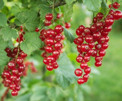 Сорт червоної смородини Ася: характеристика, плюси та мінуси