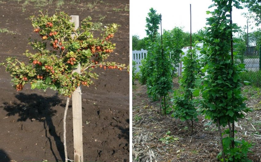 Формування агрусу на штамбі Формування агрусу на штамбі