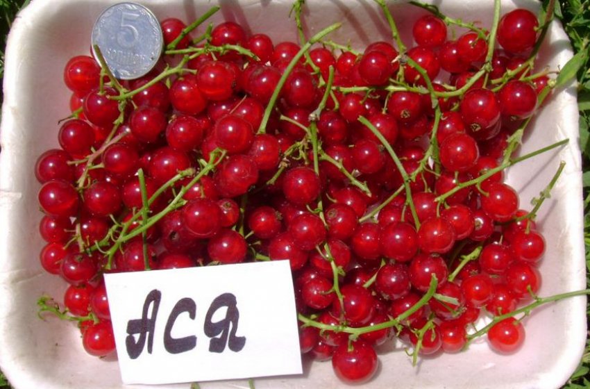 Сорт красной смородины ася фото и описание. 99491.pu41qo.850. Сорт красной смородины ася фото и описание фото. Сорт красной смородины ася фото и описание-99491.pu41qo.850. картинка Сорт красной смородины ася фото и описание. картинка 99491.pu41qo.850. Добавить в избранное
