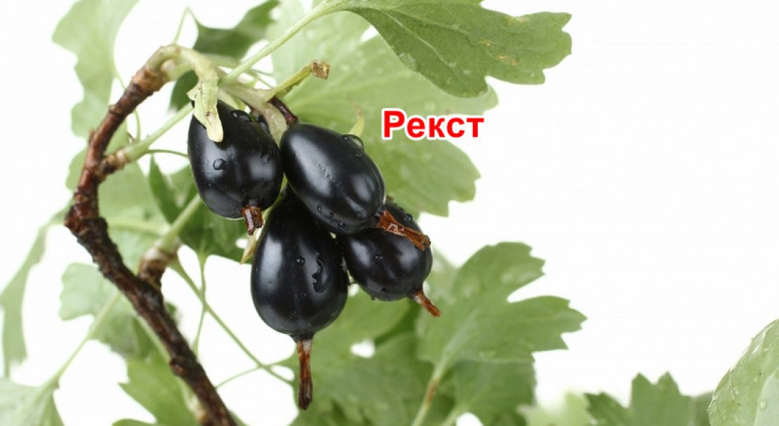 Ешта Ягода Фото Полезные