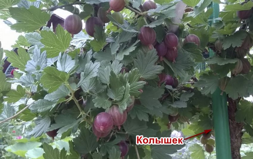 Кущ аґрусу на штамбі Кущ аґрусу на штамбі