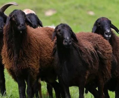Породи овець: найпопулярніші та найпродуктивніші, характеристики, опис