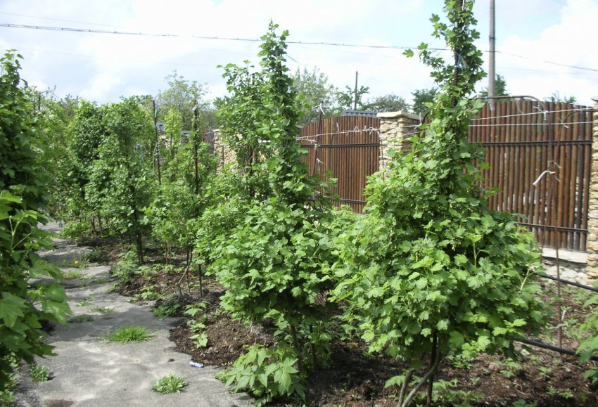 Штамбові кущі аґрусу Штамбові кущі аґрусу