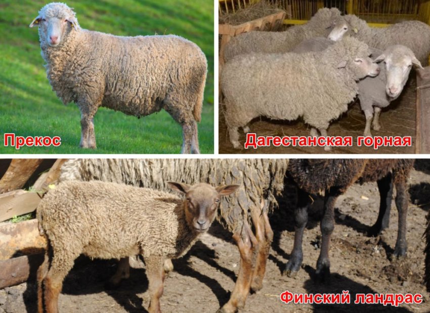 Напівтонкорунні вівці Напівтонкорунні вівці