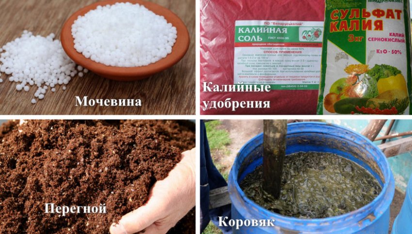 Сорт красной смородины ася фото и описание. 99528.pu436c.850. Сорт красной смородины ася фото и описание фото. Сорт красной смородины ася фото и описание-99528.pu436c.850. картинка Сорт красной смородины ася фото и описание. картинка 99528.pu436c.850. Добавить в избранное