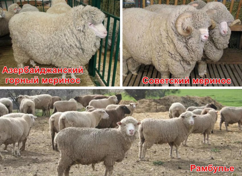 Мериносова порода овець Мериносова порода овець