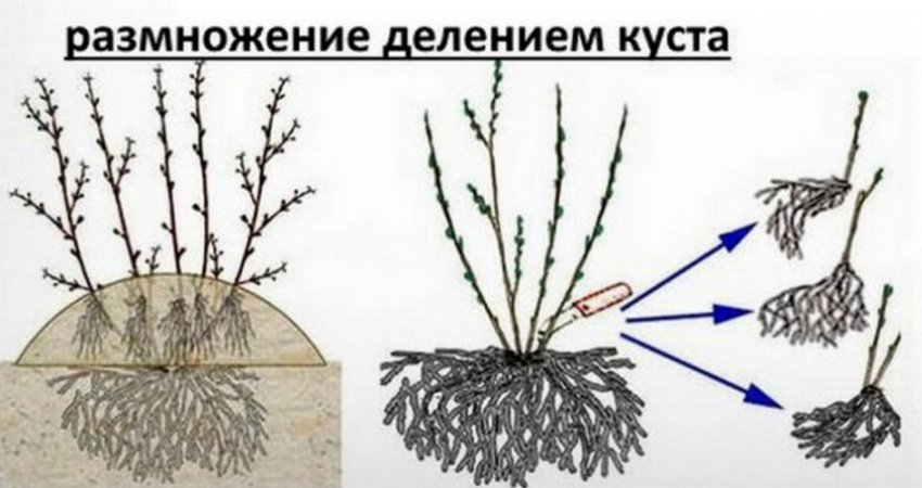 Сорт красной смородины ася фото и описание. 99544.pu43n0.850. Сорт красной смородины ася фото и описание фото. Сорт красной смородины ася фото и описание-99544.pu43n0.850. картинка Сорт красной смородины ася фото и описание. картинка 99544.pu43n0.850. Добавить в избранное