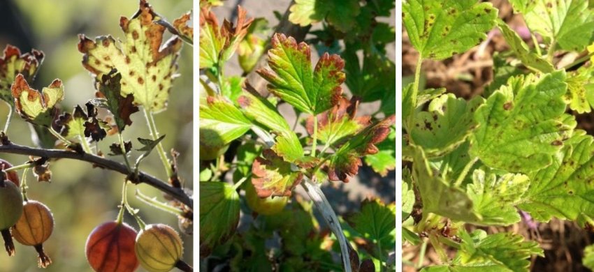 Іржа, антракноз і септоріоз агрусу Іржа, антракноз і септоріоз агрусу