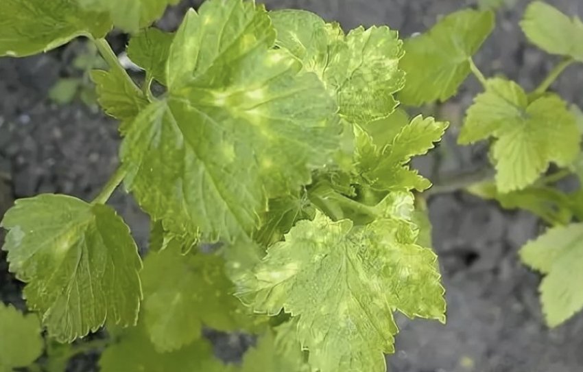 Мозаїка на аґрусі Мозаїка на аґрусі