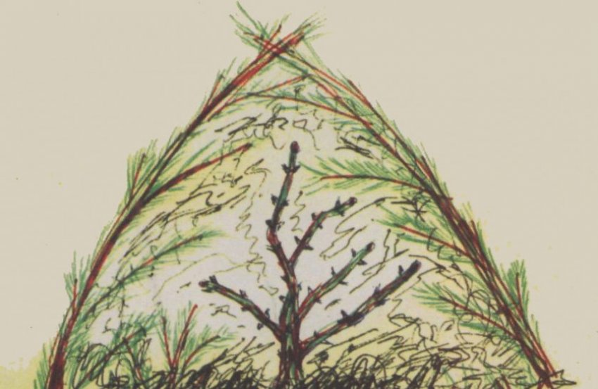 Укриття агрусу на зиму лапником Укриття агрусу на зиму лапником