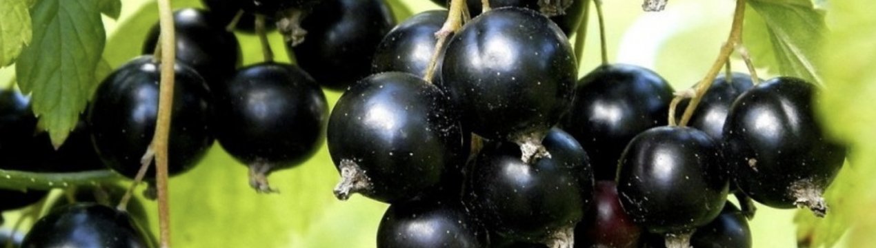 Смородина татьянин день описание сорта отзывы. . Смородина татьянин день описание сорта отзывы фото. Смородина татьянин день описание сорта отзывы-. картинка Смородина татьянин день описание сорта отзывы. картинка . Добавить в избранное