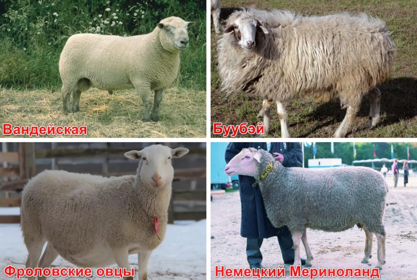 М`ясні породи овець М`ясні породи овець
