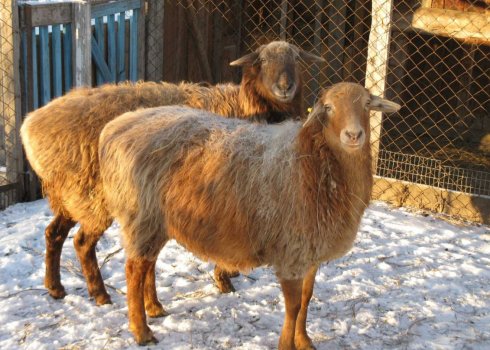 Що таке курдючна вівця: породи, відмінні риси