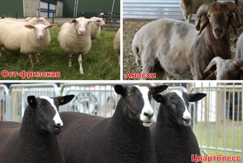 Молочні породи овець Молочні породи овець