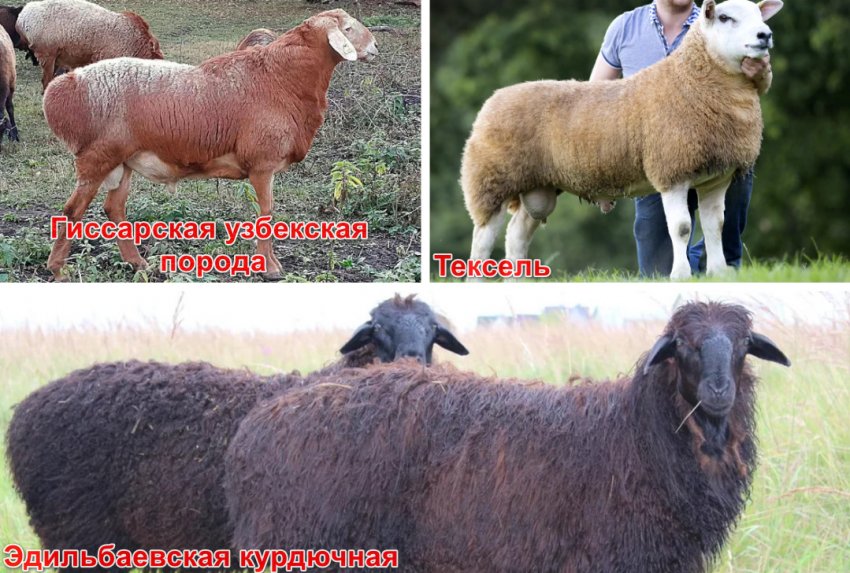 Великі породи овець Великі породи овець