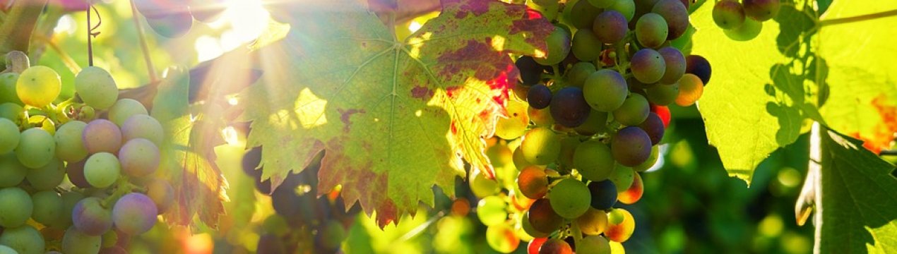 Українські селекціонери працюють над створенням безнасінних сортів винограду