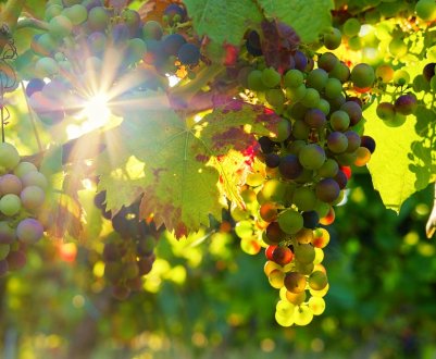 Українські селекціонери працюють над створенням безнасінних сортів винограду