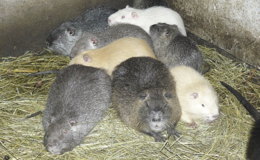 Нутрії в домашніх умовах