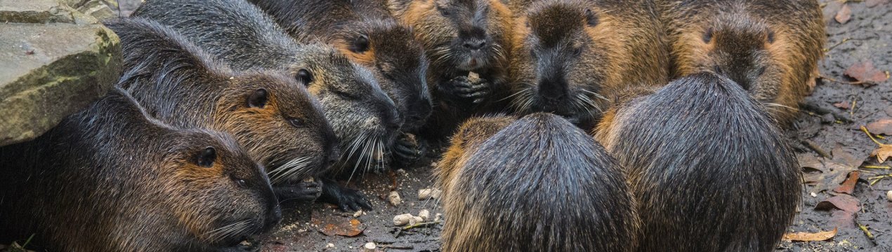 Ферма для нутрій: будівництво своїми руками, креслення, правила облаштування