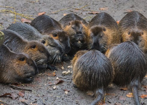 Ферма для нутрий: строительство своими руками, чертежи, правила обустройства