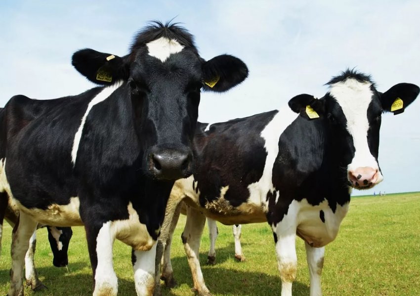 Нижегородським корівкам крупно не пощастило Нижегородським корівкам крупно не пощастило