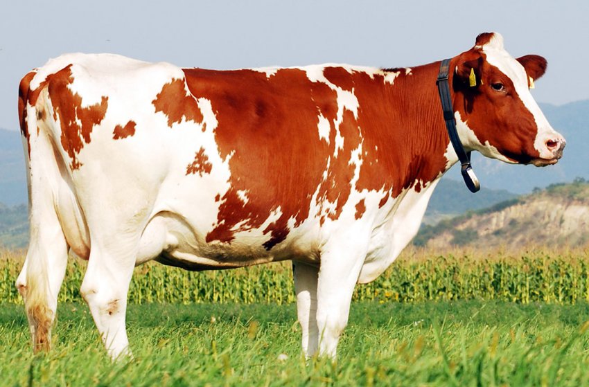 Нижегородським корівкам крупно не пощастило Нижегородським корівкам крупно не пощастило