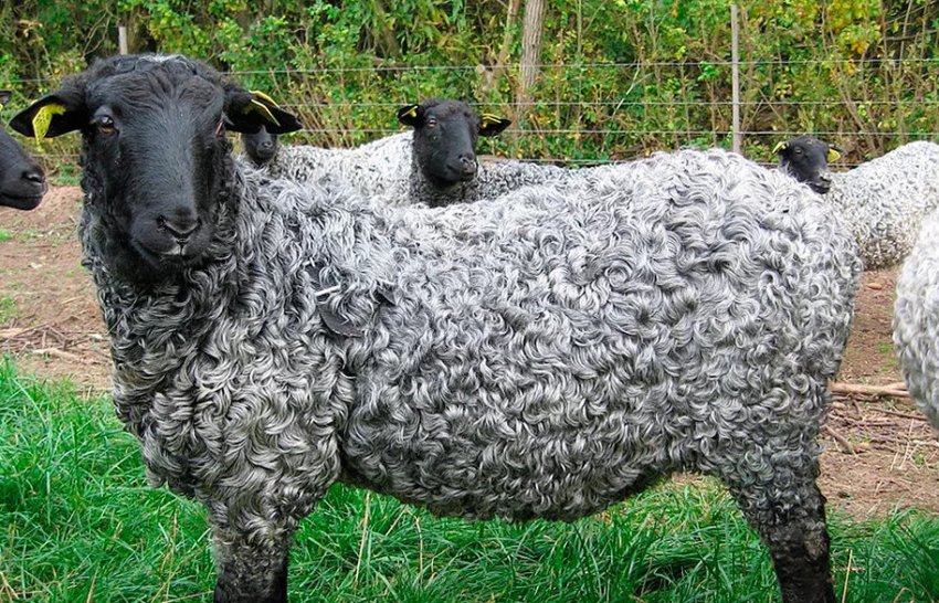 Каракульська порода овець Каракульська порода овець