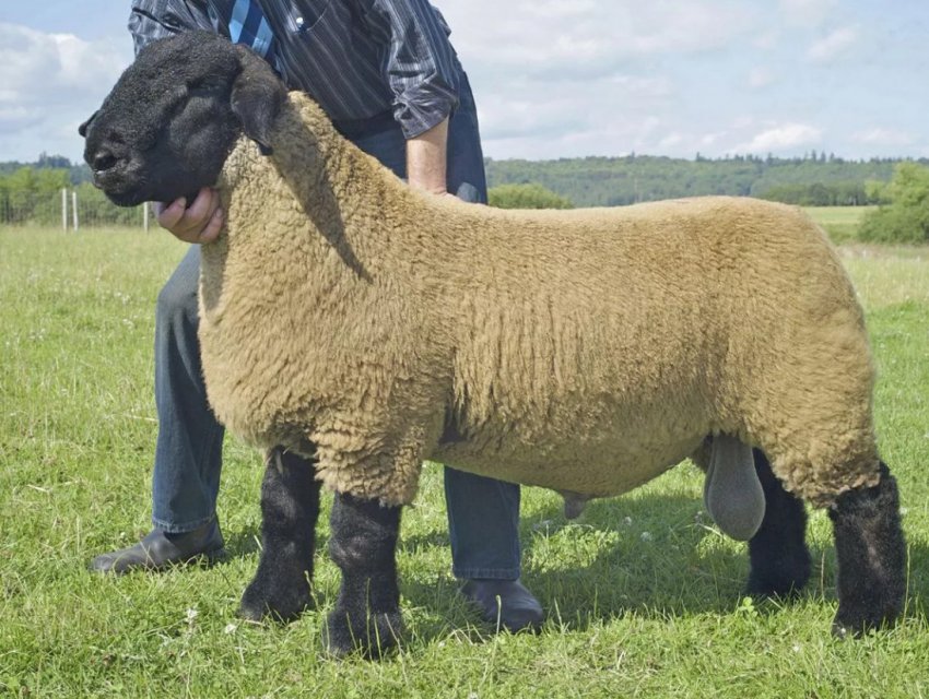 Порода овець Суффолк Порода овець Суффолк