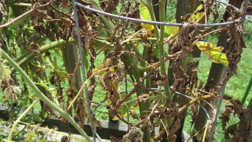 Симптоми фузаріозного в'янення